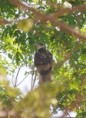 /album/photogallery/african-hawk-eagle-marrakissa-1-jpg/